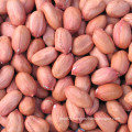 Long Shape Peanut Kernals with Red Skin